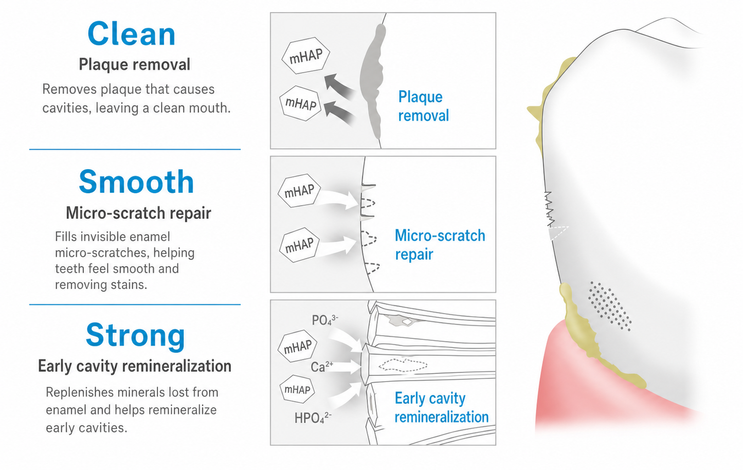 APAGARD PREMIO benefits and hydroxyapatite diagram