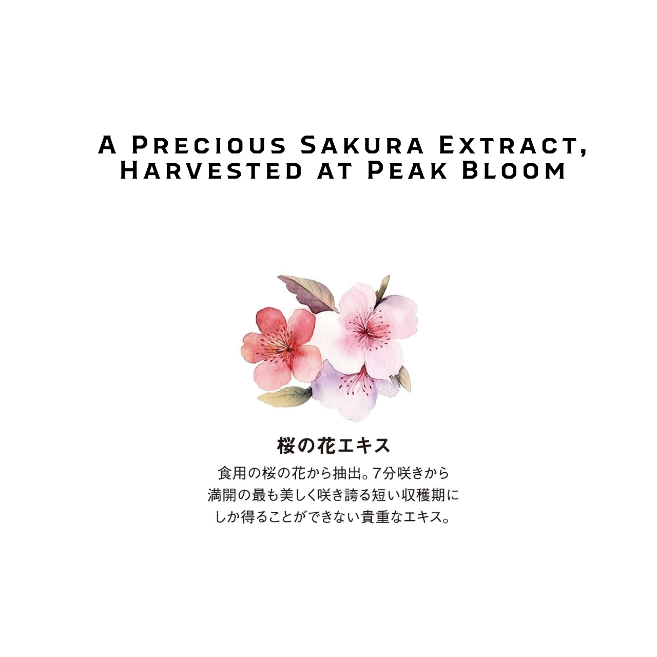 SHISEIDO Die Kollagentabletten | Japanisches Schönheitsergänzungsmittel